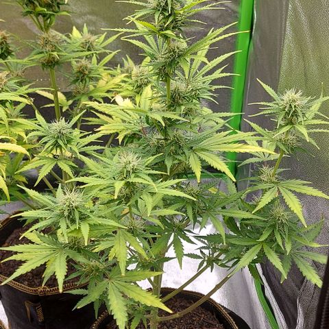 Marta // Lemon Haze Auto // Seeds66 growlog timeline photo