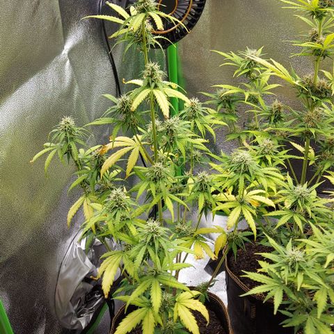 Berta // White Widow Auto // Seeds66 growlog timeline photo