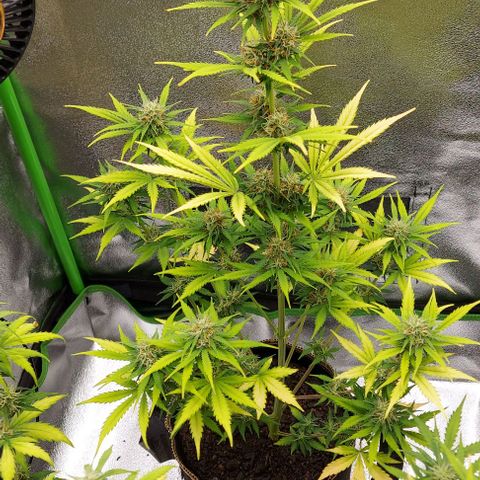 Sadie // Girl Scout Cookies Auto // Seeds66 growlog timeline photo
