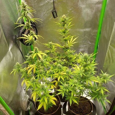Berta // White Widow Auto // Seeds66 growlog timeline photo