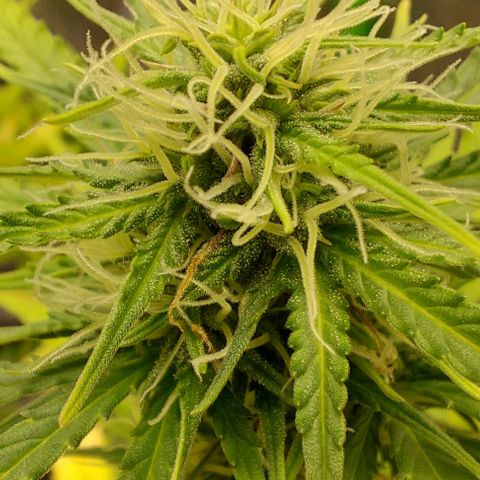 Marta // Lemon Haze Auto // Seeds66 growlog timeline photo