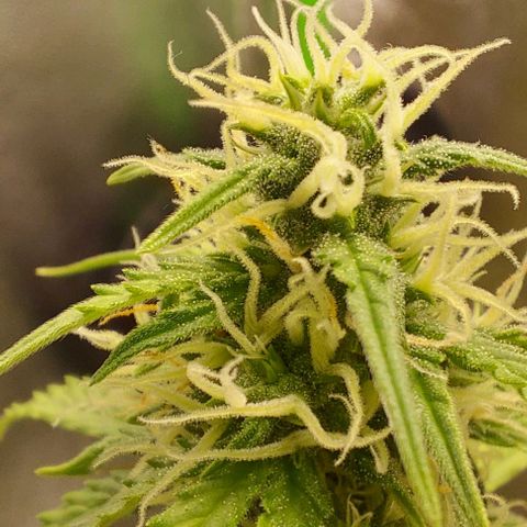 Berta // White Widow Auto // Seeds66 growlog timeline photo