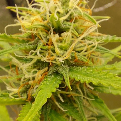 Sadie // Girl Scout Cookies Auto // Seeds66 growlog timeline photo
