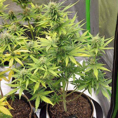 Marta // Lemon Haze Auto // Seeds66 growlog timeline photo