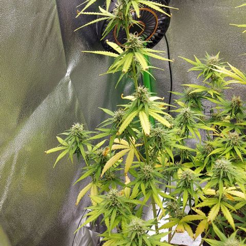 Berta // White Widow Auto // Seeds66 growlog timeline photo