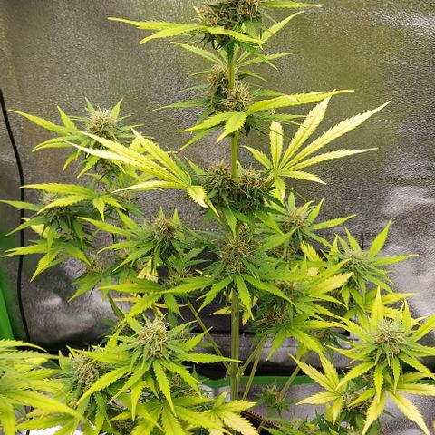 Sadie // Girl Scout Cookies Auto // Seeds66 growlog timeline photo
