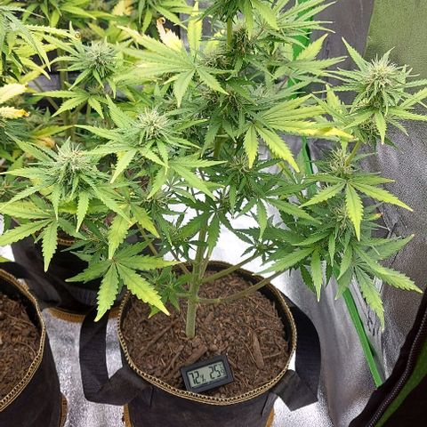 Marta // Lemon Haze Auto // Seeds66 growlog timeline photo