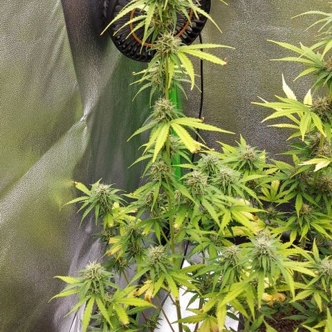 Berta // White Widow Auto // Seeds66 growlog timeline photo