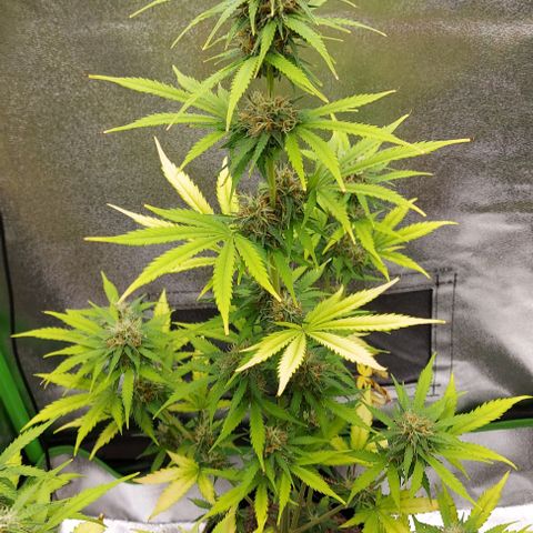 Sadie // Girl Scout Cookies Auto // Seeds66 growlog timeline photo