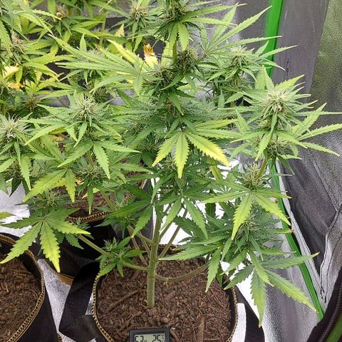 Marta // Lemon Haze Auto // Seeds66 growlog timeline photo