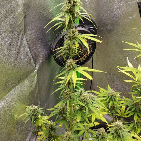 Berta // White Widow Auto // Seeds66 growlog timeline photo