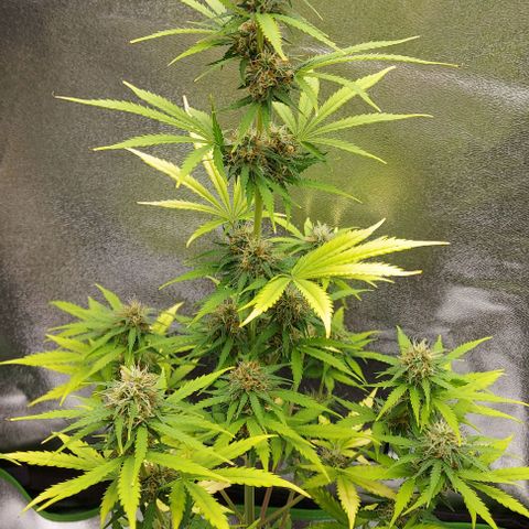 Sadie // Girl Scout Cookies Auto // Seeds66 growlog timeline photo