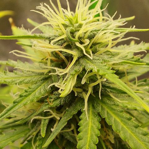 Marta // Lemon Haze Auto // Seeds66 growlog timeline photo