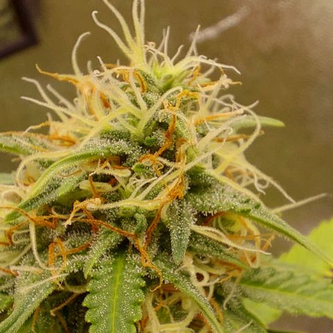 Sadie // Girl Scout Cookies Auto // Seeds66 growlog timeline photo
