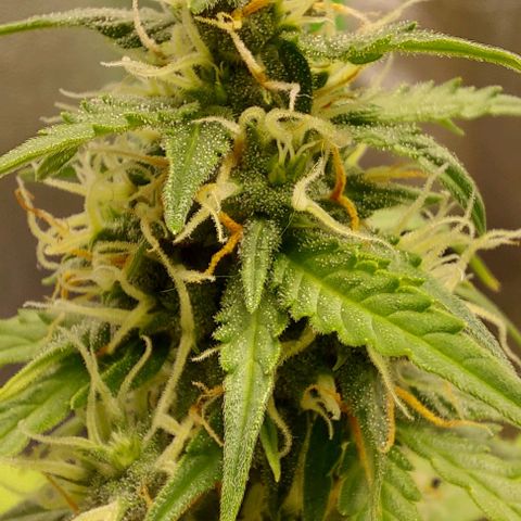 Berta // White Widow Auto // Seeds66 growlog timeline photo
