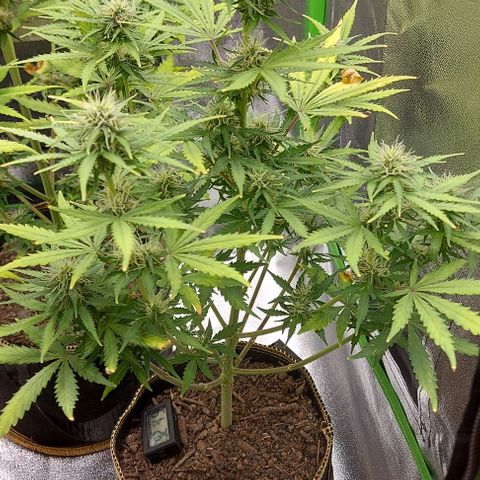 Marta // Lemon Haze Auto // Seeds66 growlog timeline photo