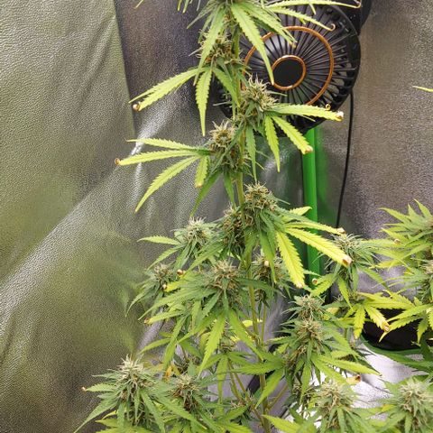 Berta // White Widow Auto // Seeds66 growlog timeline photo
