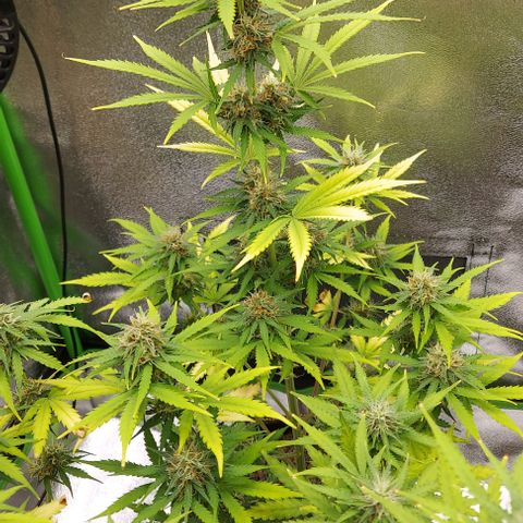 Sadie // Girl Scout Cookies Auto // Seeds66 growlog timeline photo
