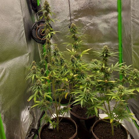 Berta // White Widow Auto // Seeds66 growlog timeline photo