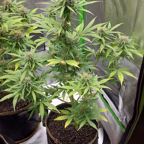Marta // Lemon Haze Auto // Seeds66 growlog timeline photo