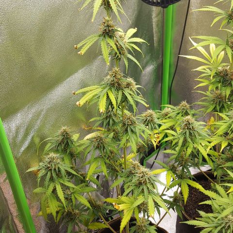 Berta // White Widow Auto // Seeds66 growlog timeline photo