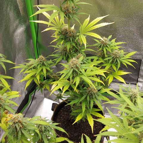 Sadie // Girl Scout Cookies Auto // Seeds66 growlog timeline photo