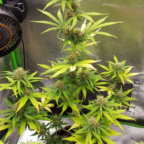 Sadie // Girl Scout Cookies Auto // Seeds66 growlog timeline photo