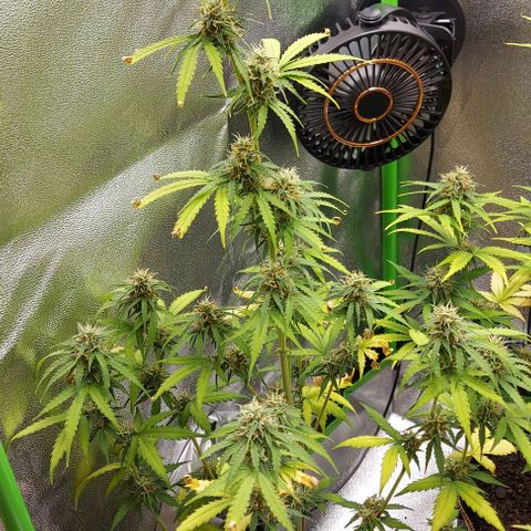 Berta // White Widow Auto // Seeds66 growlog timeline photo
