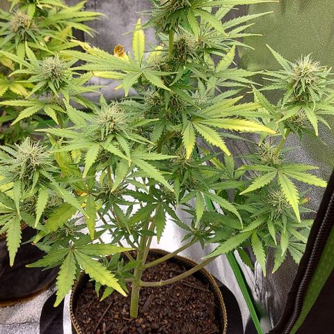 Marta // Lemon Haze Auto // Seeds66 growlog timeline photo