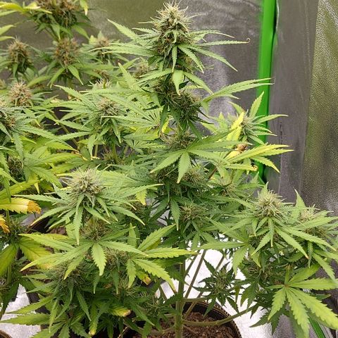Marta // Lemon Haze Auto // Seeds66 growlog timeline photo