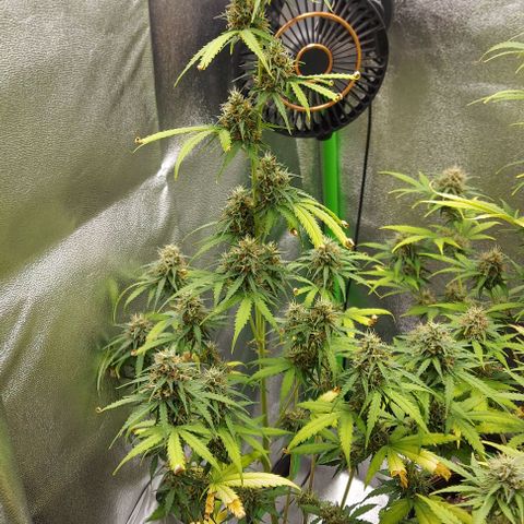 Berta // White Widow Auto // Seeds66 growlog timeline photo