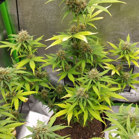 Sadie // Girl Scout Cookies Auto // Seeds66 growlog timeline photo