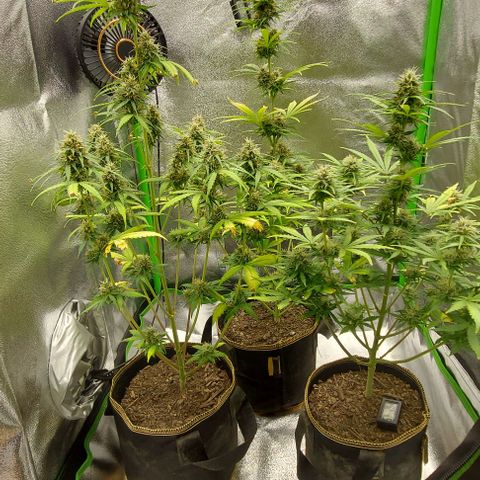 Berta // White Widow Auto // Seeds66 growlog timeline photo