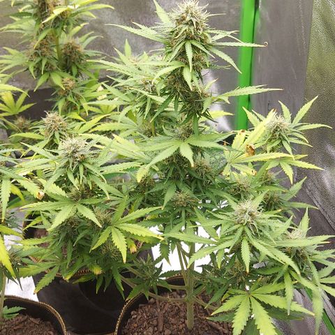 Marta // Lemon Haze Auto // Seeds66 growlog timeline photo