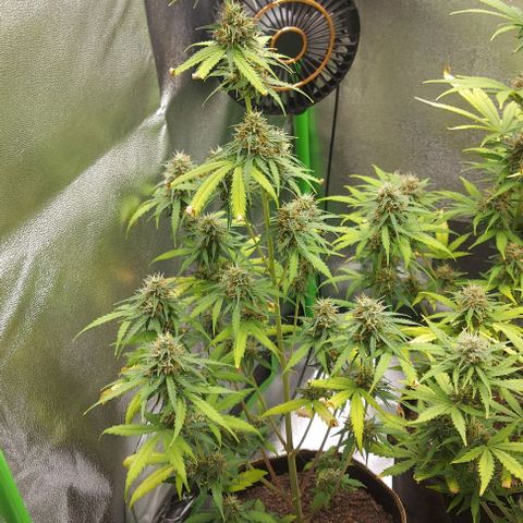 Berta // White Widow Auto // Seeds66 growlog timeline photo