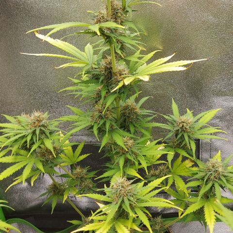 Sadie // Girl Scout Cookies Auto // Seeds66 growlog timeline photo