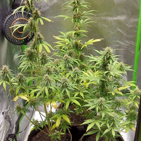 Berta // White Widow Auto // Seeds66 growlog timeline photo
