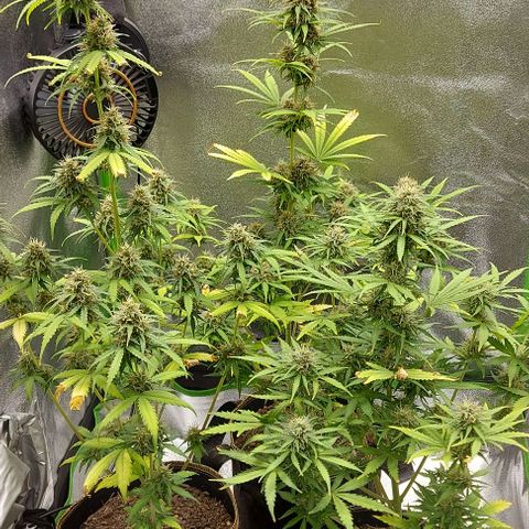 Berta // White Widow Auto // Seeds66 growlog timeline photo
