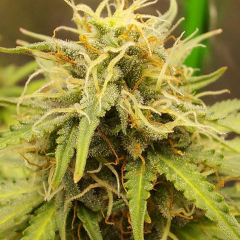 Marta // Lemon Haze Auto // Seeds66 growlog timeline photo