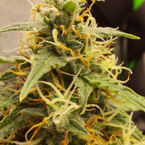 Berta // White Widow Auto // Seeds66 growlog timeline photo