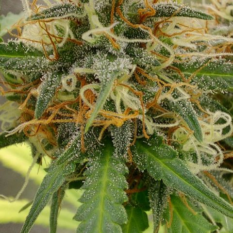Sadie // Girl Scout Cookies Auto // Seeds66 growlog timeline photo