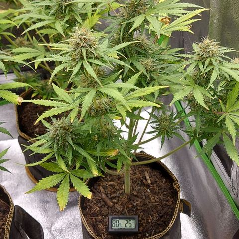 Marta // Lemon Haze Auto // Seeds66 growlog timeline photo