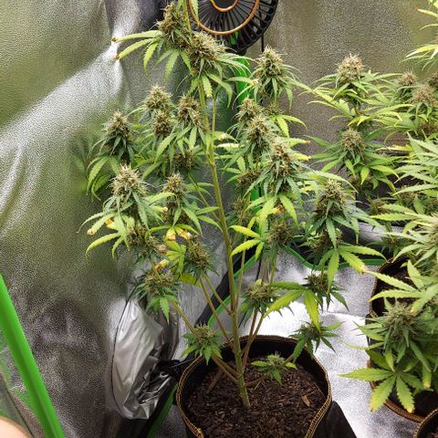 Berta // White Widow Auto // Seeds66 growlog timeline photo