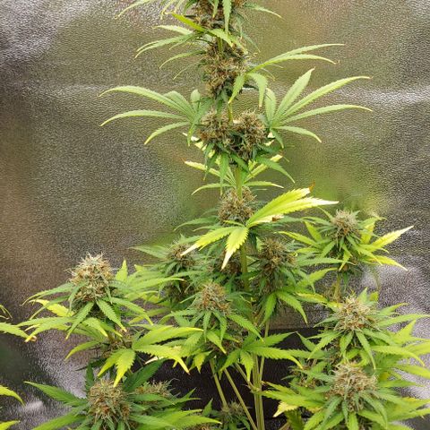 Sadie // Girl Scout Cookies Auto // Seeds66 growlog timeline photo