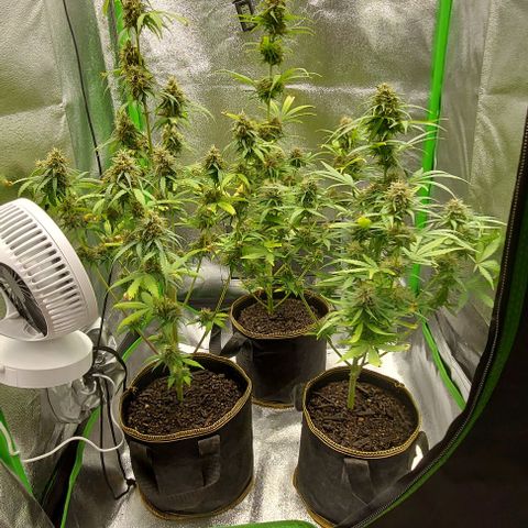 Berta // White Widow Auto // Seeds66 growlog timeline photo