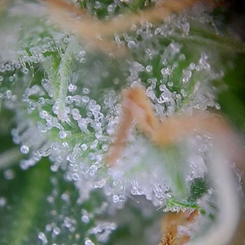 Marta // Lemon Haze Auto // Seeds66 growlog timeline photo