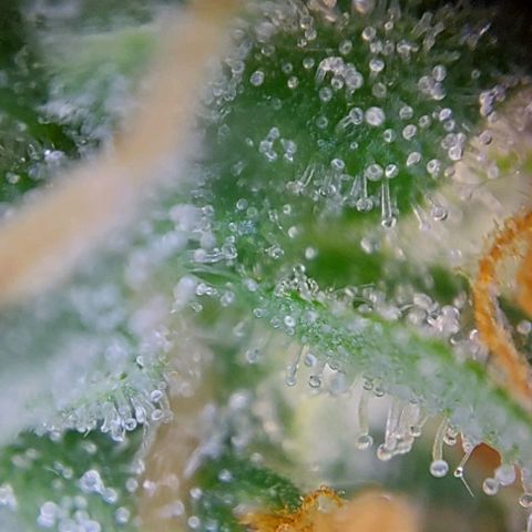 Berta // White Widow Auto // Seeds66 growlog timeline photo
