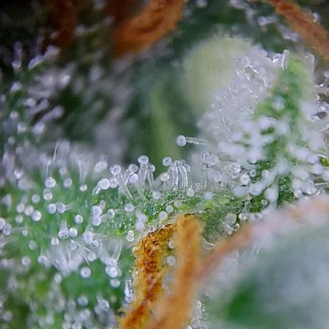 Sadie // Girl Scout Cookies Auto // Seeds66 growlog timeline photo