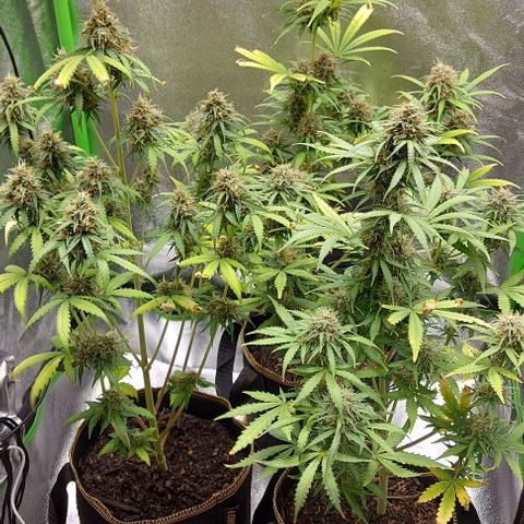 Berta // White Widow Auto // Seeds66 growlog timeline photo