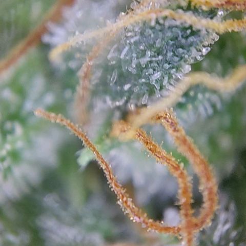 Marta // Lemon Haze Auto // Seeds66 growlog timeline photo